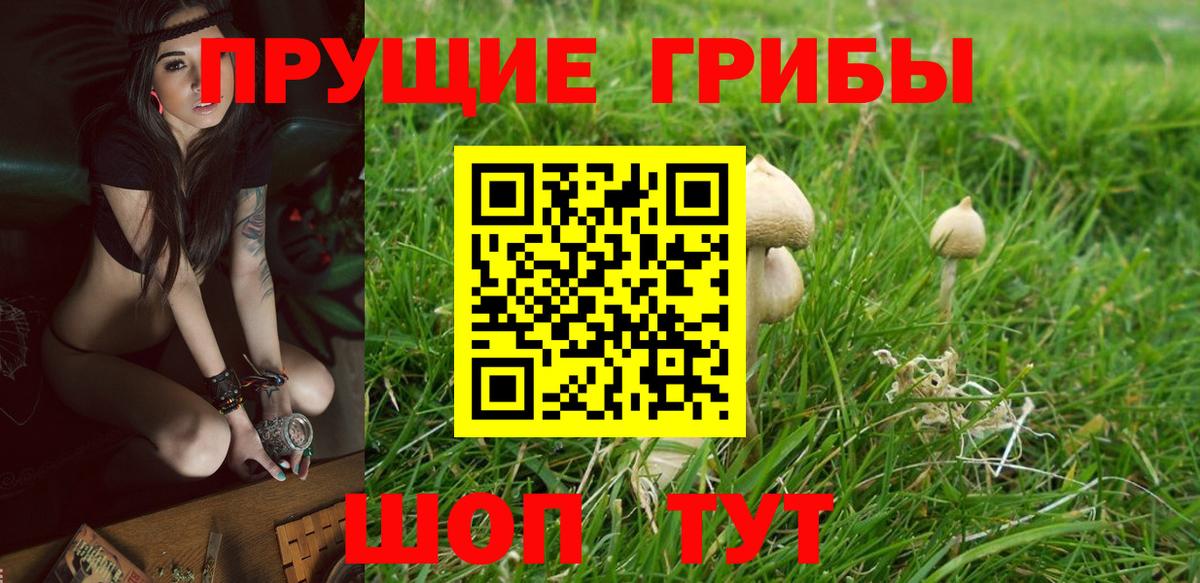 Галлюциногенные грибы Psilocybine cubensis Переславль-Залесский